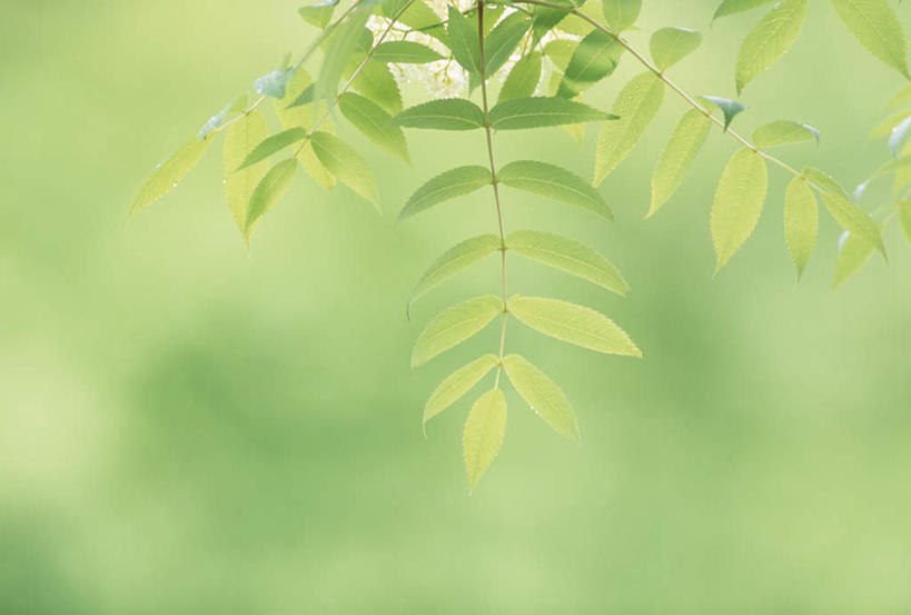 无人,横图,室外,特写,白天,正面,旅游,度假,美景,植物,叶子,日本,亚洲,朦胧,模糊,景观,绿叶,娱乐,树,树木,绿色,自然,享受,休闲,嫩叶,景色,放松,生长,成长,自然风光,东亚,本州,本州岛,日本国,青森,青森县,东北地方,叶,叶片,彩图