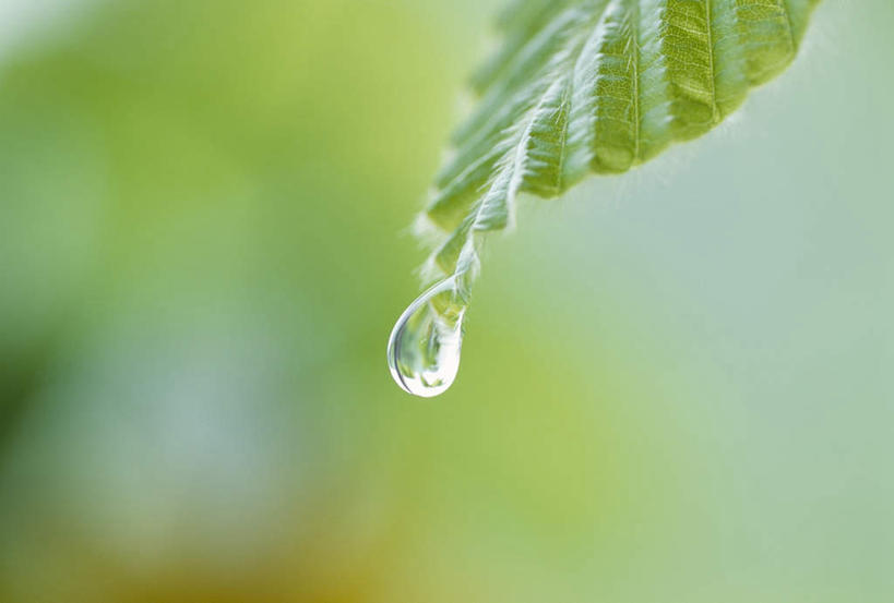 无人,横图,室外,特写,白天,正面,美景,叶子,静冈县,日本,亚洲,朦胧,模糊,景观,水滴,绿叶,水珠,自然,嫩叶,景色,自然风光,东亚,本州,本州岛,日本国,中部地方,静冈,叶,叶片,彩图