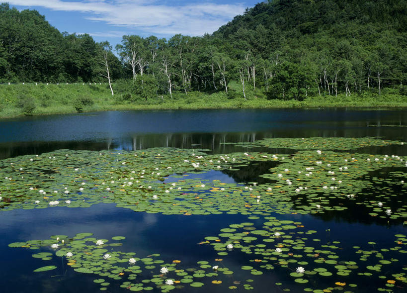 无人,横图,室外,白天,正面,旅游,度假,河流,美景,森林,树林,水,植物,长野县,日本,亚洲,河水,景观,水流,云,云朵,云彩,娱乐,树,树木,蓝色,绿色,白云,蓝天,天空,自然,天,享受,休闲,景色,放松,生长,成长,自然风光,东亚,本州,本州岛,日本国,中部地方,长野,山之内,山之内町,下高井郡,彩图