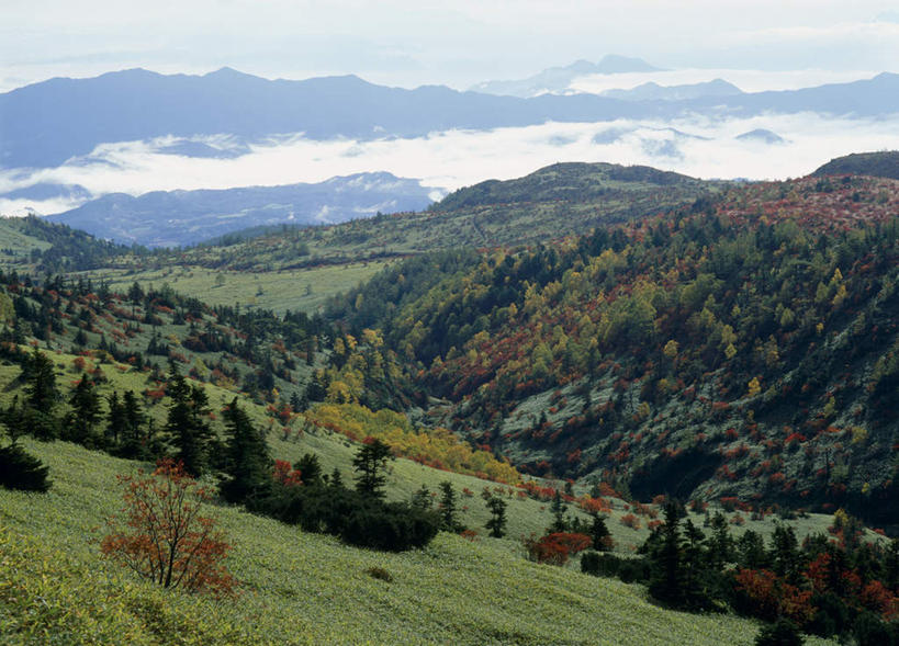 无人,横图,室外,白天,正面,旅游,度假,草地,草坪,美景,秋季,森林,山,树林,植物,长野县,日本,亚洲,景观,山峰,云,云朵,山峦,云彩,娱乐,草,树,树木,蓝色,绿色,白云,蓝天,天空,自然,天,享受,休闲,景色,放松,生长,成长,自然风光,东亚,本州,本州岛,日本国,中部地方,长野,山之内,山之内町,下高井郡,秋,秋天,彩图