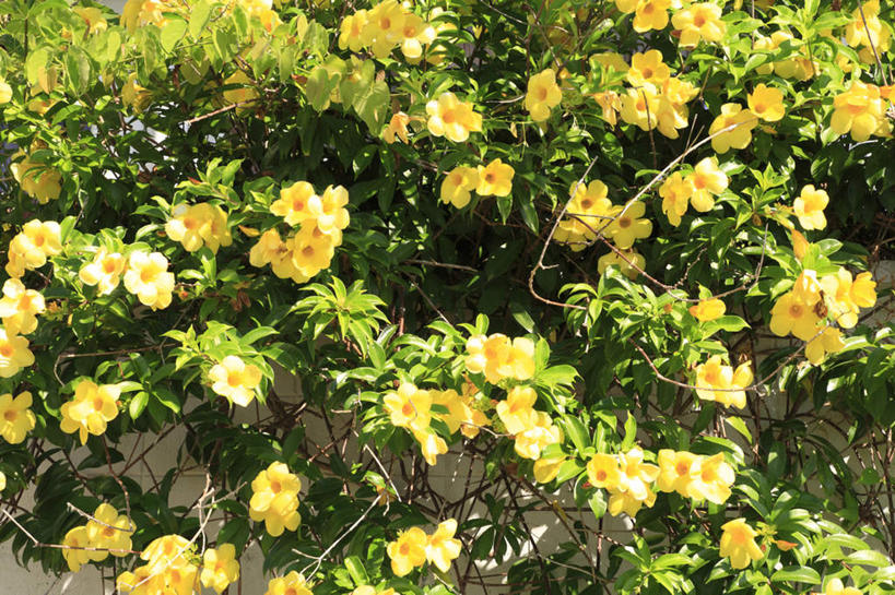 无人,横图,俯视,室外,特写,白天,旅游,度假,美景,日本,亚洲,盛开,景观,花蕾,娱乐,冲绳,花,花瓣,花朵,鲜花,黄色,自然,花苞,花蕊,享受,休闲,景色,放松,冲绳县,自然风光,黄蝉,东亚,琉球群岛,日本国,九州地方,彩图,高角度拍摄