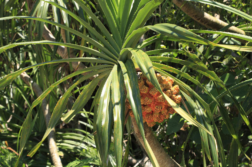 无人,横图,室外,白天,仰视,植物,水果,叶子,日本,亚洲,新鲜,生食,食品,果实,绿叶,冲绳,树,树木,食物,绿色,自然,嫩叶,有机食品,绿色食品,生长,成长,冲绳县,东亚,琉球群岛,日本国,九州地方,露兜树,八重山群岛,帕梯,山菠萝,野菠萝,西表岛,叶,叶片,彩图,低角度拍摄,竹富町