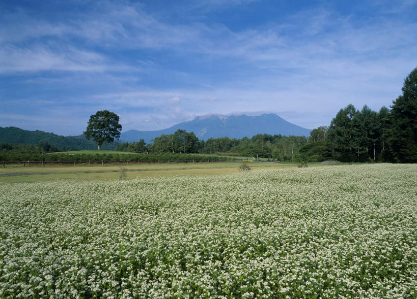 无人,横图,室外,白天,正面,旅游,度假,美景,植物,长野县,日本,亚洲,盛开,景观,云,云朵,花蕾,云彩,娱乐,花,花瓣,花朵,鲜花,树,树木,蓝色,绿色,白云,蓝天,天空,自然,天,花苞,花蕊,享受,休闲,景色,放松,生长,荞麦花,成长,自然风光,东亚,本州,本州岛,日本国,中部地方,长野,彩图