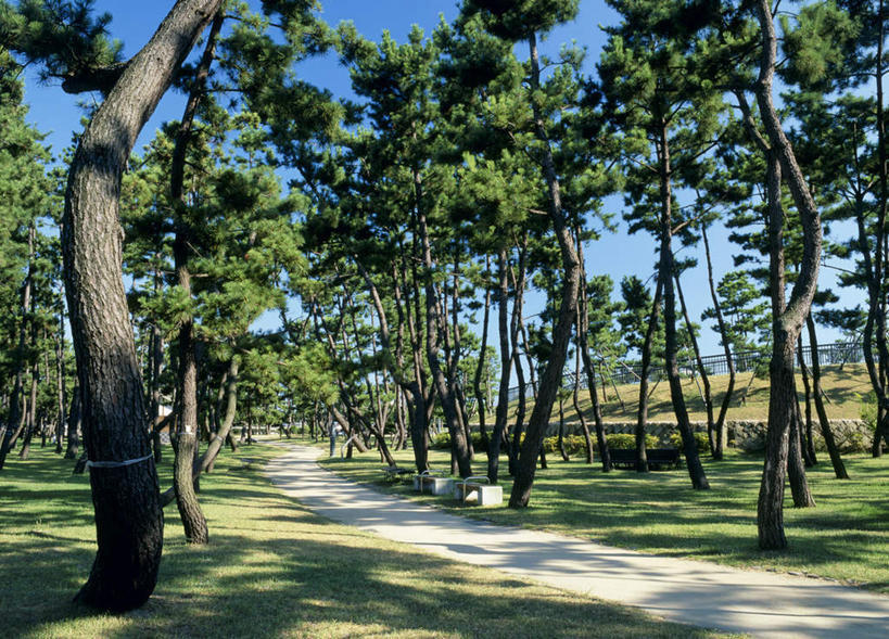 无人,横图,室外,白天,正面,旅游,度假,草地,草坪,美景,植物,道路,路,松树,日本,亚洲,阴影,光线,影子,景观,小路,交通,娱乐,草,树,树木,蓝色,绿色,蓝天,天空,阳光,自然,天,享受,休闲,景色,放松,生长,晴朗,成长,自然风光,东亚,本州,万里无云,本州岛,日本国,近畿地方,近畿,兵库,兵库县,神户,神户市,神戸,县厅,神戸市,晴空,晴空万里,彩图