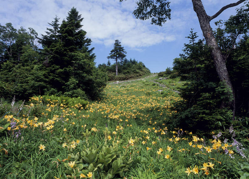 无人,横图,室外,白天,正面,旅游,度假,美景,植物,萱草,长野县,日本,亚洲,盛开,景观,云,云朵,花蕾,云彩,娱乐,花,花瓣,花朵,鲜花,树,树木,黄色,蓝色,绿色,白云,蓝天,天空,自然,天,花苞,花蕊,享受,休闲,景色,放松,生长,成长,自然风光,东亚,本州,本州岛,日本国,中部地方,长野,疗愁,萱草花,宜男,山之内,山之内町,下高井郡,忘忧草,金针菜,黄花菜,彩图