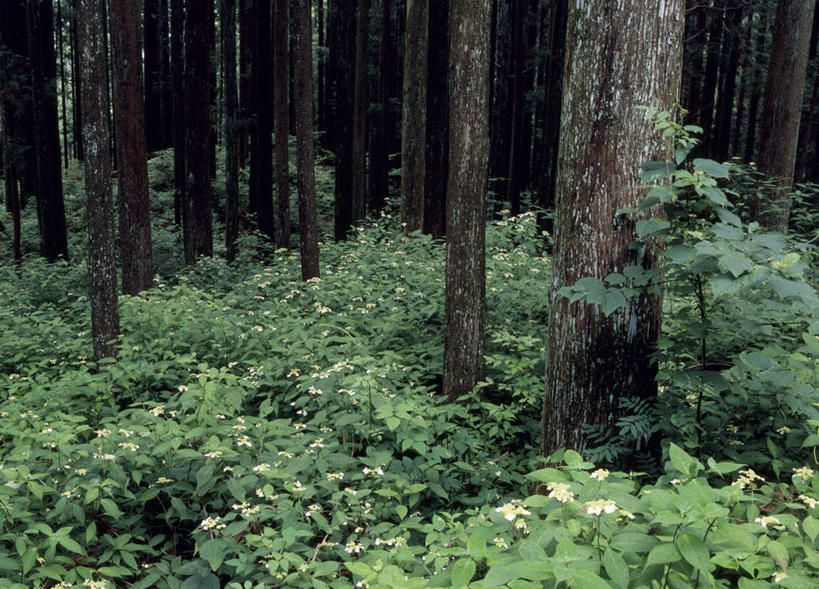 无人,横图,室外,白天,正面,旅游,度假,草地,草坪,美景,森林,树林,植物,爱知县,日本,亚洲,景观,娱乐,草,树,树干,树木,绿色,自然,享受,休闲,景色,放松,生长,成长,自然风光,东亚,本州,本州岛,日本国,中部地方,爱知,彩图