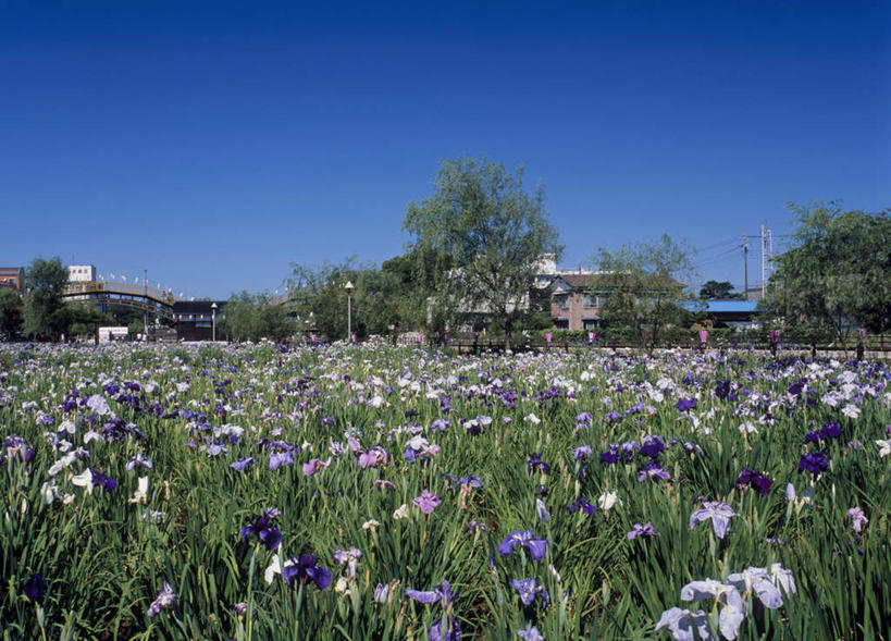无人,横图,室外,白天,正面,旅游,度假,植物,日本,亚洲,盛开,草药,花蕾,娱乐,中药,花,花瓣,花朵,鲜花,蓝色,紫色,蓝天,天空,天,花苞,花蕊,享受,休闲,放松,晴朗,鸢尾,药材,中草药,东亚,中药材,本草,本州,万里无云,茨城,茨城县,关东地方,本州岛,日本国,紫蝴蝶,蓝蝴蝶,乌鸢,扁竹花,县厅,晴空,晴空万里,彩图,水户,水户市,水戸,水戸市