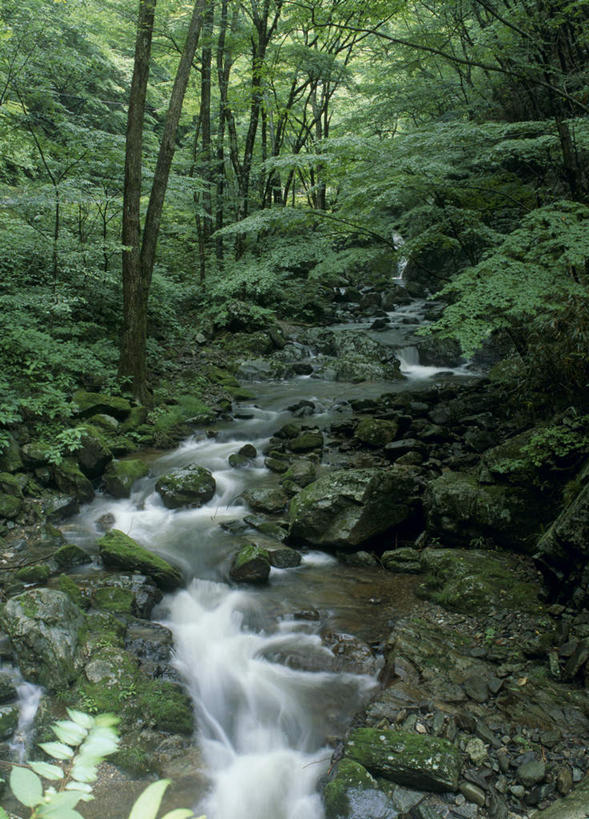 无人,竖图,室外,白天,正面,旅游,度假,河流,石头,美景,森林,树林,水,植物,日本,亚洲,石子,河水,景观,水流,娱乐,树,树木,绿色,小溪,自然,溪水,享受,休闲,景色,放松,生长,成长,自然风光,东亚,纯净,本州,茨城,茨城县,关东地方,本州岛,日本国,县厅,石块,彩图,水户,水户市,水戸,水戸市
