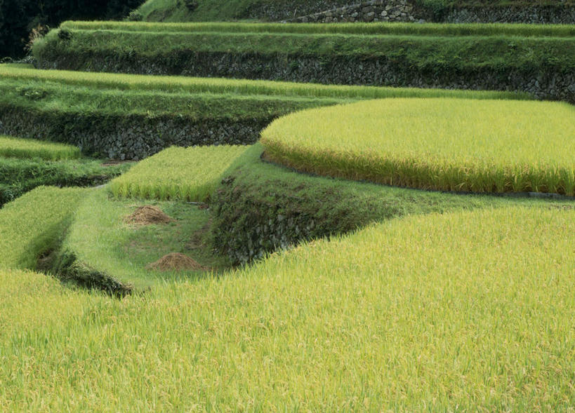 无人,农田,横图,俯视,室外,白天,旅游,度假,庄稼,美景,道路,路,日本,亚洲,稻田,景观,田野,小路,交通,娱乐,自然,享受,休闲,景色,放松,乡间小路,自然风光,东亚,本州,本州岛,日本国,中部地方,岐阜,岐阜县,彩图,高角度拍摄,耕地,庄稼田