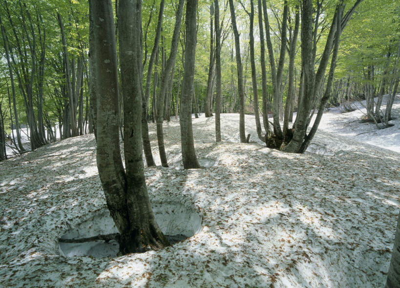 无人,横图,室外,白天,正面,旅游,度假,美景,树林,植物,日本,亚洲,景观,娱乐,树,树木,绿色,自然,享受,休闲,景色,放松,生长,成长,自然风光,东亚,本州,本州岛,日本国,东北地方,山形,山形县,彩图