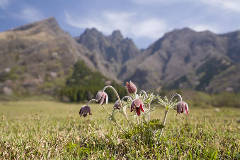 无人,横图,室外,特写,白天,正面,旅游,度假,草地,草坪,美景,山,山脉,植物,白头翁,日本,亚洲,许多,阴影,朦胧,模糊,盛开,光线,影子,景观,山峰,云,云朵,草药,药草,山峦,花蕾,云彩,娱乐,中药,草,花,花瓣,花朵,鲜花,树,树木,红色,蓝色,绿色,白云,蓝天,天空,阳光,自然,群山,天,花苞,花蕊,享受,休闲,景色,放松,清热,生长,成长,自然风光,药材,中草药,杀虫,东亚,中药材,本草,日本国,九州本岛,九州,九州岛,九州地方,熊本,熊本县,解毒,燥湿,止痢,奈何草,彩图,凉血