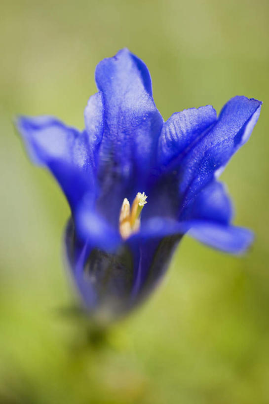 无人,竖图,俯视,室外,特写,白天,旅游,度假,草地,草坪,美景,植物,德国,欧洲,朦胧,模糊,盛开,景观,花蕾,娱乐,草,花,花瓣,花朵,鲜花,绿色,紫色,自然,花苞,花蕊,享受,休闲,景色,放松,西欧,自然风光,德意志联邦共和国,巴伐利亚,巴伐利亚州,拜恩州,拜恩自由州,彩图,高角度拍摄