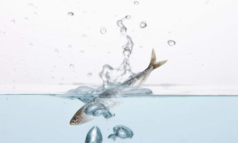 海鲜,无人,横图,室内,特写,白天,白色背景,正面,水,一条,波纹,飞溅,溅,透明,鱼,液体,气泡,水滴,涟漪,漩涡,水泡,水产,水珠,水纹,泡泡,摄影,影棚,圆弧,喷洒,海产品,彩图,全身,影棚拍摄,拍摄