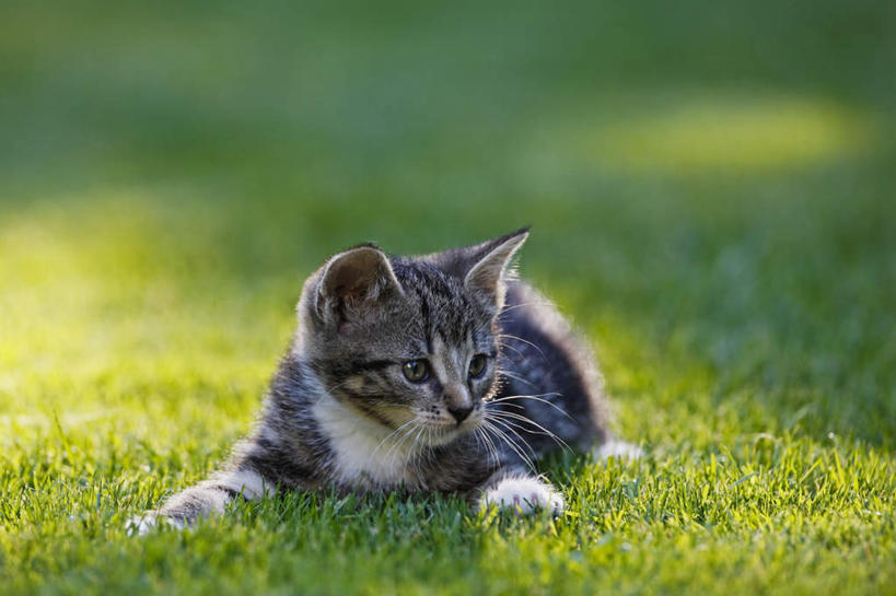 无人,横图,室外,白天,正面,草地,草坪,植物,宠物,猫,阴影,光线,影子,注视,草,绿色,阳光,动物,观察,看,可爱,观看,察看,关注,彩图,全身