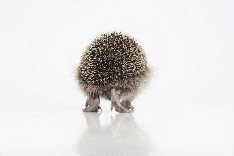 无人,站,横图,室内,特写,白天,白色背景,哺乳动物,刺猬,野生动物,一只,背面,动物,站着,可爱,摄影,活泼,影棚,刺团,猬鼠,站立,彩图,全身,影棚拍摄,拍摄