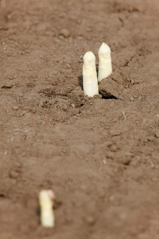 无人,竖图,俯视,室外,白天,美景,芦笋,蔬菜,新鲜,景观,泥土,土壤,食品,食物,白色,自然,景色,有机食品,绿色食品,自然风光,猪尾巴,药鸡豆子,石刁柏,蚂蚁杆,龙须菜,狼尾巴根,彩图,高角度拍摄