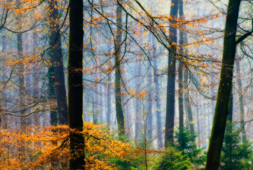 无人,横图,室外,白天,正面,旅游,度假,美景,秋季,森林,树林,植物,雾,叶子,德国,欧洲,朦胧,模糊,景观,枯叶,落叶,树桩,娱乐,树,树干,树木,绿色,自然,享受,休闲,木桩,景色,放松,生长,成长,淡水湖,迷雾,西欧,自然风光,德意志联邦共和国,博登湖,康斯坦茨湖,叶,叶片,大雾,秋,秋天,彩图