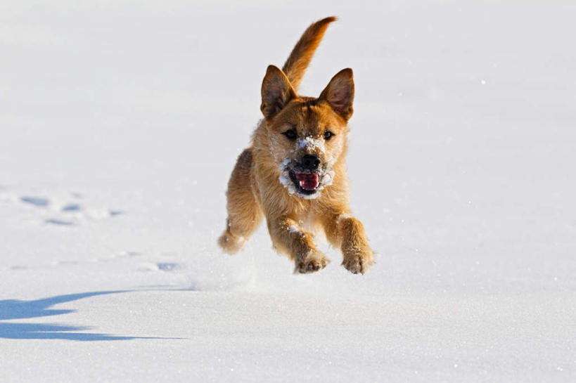 无人,跑,横图,室外,白天,正面,美景,雪,大雪,宠物,狗,德国,欧洲,追逐,追赶,阴影,光线,影子,积雪,景观,雪景,冬天,杰克罗素梗,一只,阳光,自然,动物,景色,可爱,西欧,自然风光,忠诚,德意志联邦共和国,巴伐利亚,巴伐利亚州,拜恩州,拜恩自由州,帕尔森罗塞尔梗,杰克拉西尔梗,杰克.拉瑟梗,犬,跑步,彩图,全身