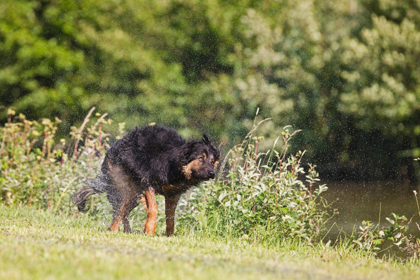 无人,跑,横图,室外,白天,正面,草地,草坪,美景,植物,宠物,狗,德国,欧洲,追逐,追赶,阴影,光线,影子,景观,草,一只,绿色,阳光,自然,动物,景色,可爱,牧羊犬,西欧,自然风光,忠诚,德意志联邦共和国,巴伐利亚,巴伐利亚州,拜恩州,拜恩自由州,荷花瓦特犬,霍夫瓦尔特犬,犬,跑步,彩图,全身