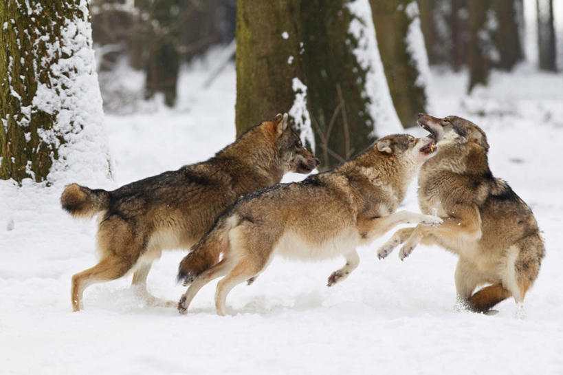 无人,跑,横图,室外,白天,侧面,美景,树林,雪,植物,大雪,狼,野生动物,德国,欧洲,三只,追逐,追赶,积雪,景观,雪景,冬天,树,树木,绿色,自然,动物,景色,生长,成长,西欧,自然风光,凶猛,德意志联邦共和国,巴伐利亚,巴伐利亚州,拜恩州,拜恩自由州,残暴,凶残,灰狼,跑步,彩图,全身,犬科动物