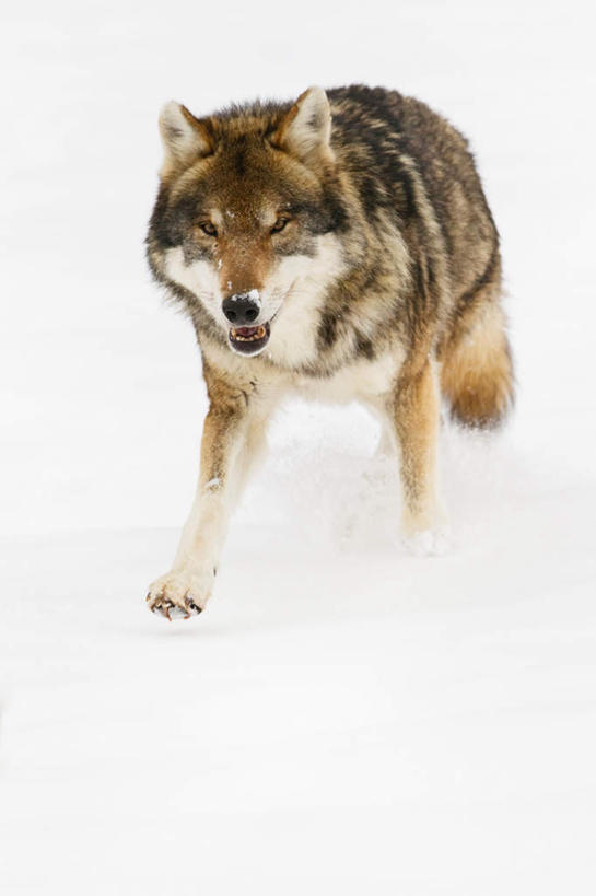 无人,跑,竖图,室外,白天,正面,美景,雪,大雪,狼,野生动物,德国,欧洲,追逐,追赶,积雪,景观,雪景,冬天,一只,自然,动物,景色,可爱,西欧,自然风光,凶猛,忠诚,德意志联邦共和国,巴伐利亚,巴伐利亚州,拜恩州,拜恩自由州,残暴,凶残,灰狼,跑步,彩图,全身,犬科动物