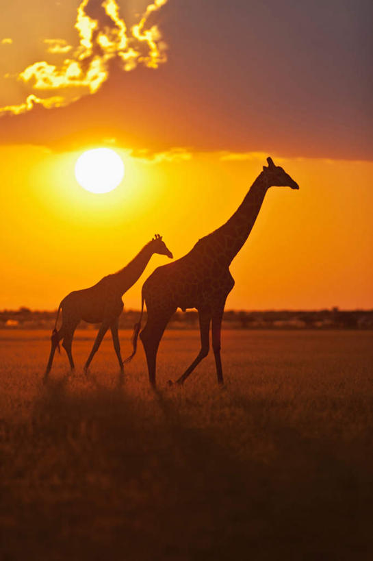 无人,走,竖图,室外,白天,侧面,旅游,度假,美景,日落,沙漠,山,山脉,哺乳动物,长颈鹿,野生动物,非洲,博茨瓦纳,景观,山峰,晚霞,霞光,山峦,背光,娱乐,自然,黄昏,动物,群山,两只,享受,休闲,景色,彩霞,放松,活泼,国家公园,自然风光,逆光,波札那,博茨瓦纳共和国,卡拉哈迪大羚羊国家公园,卡拉哈迪沙漠,大漠,砂漠,夕阳,步行,走路,彩图,全身