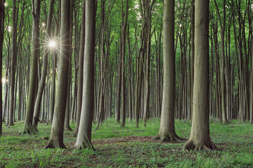 无人,横图,室外,白天,正面,草地,草坪,树林,植物,德国,欧洲,草,树,树木,绿色,自然,生长,成长,西欧,山毛榉,德意志联邦共和国,麻栎金刚,山毛榉树,梅克伦堡.前波美拉尼亚州,梅克伦堡.前波美拉尼亚,彩图
