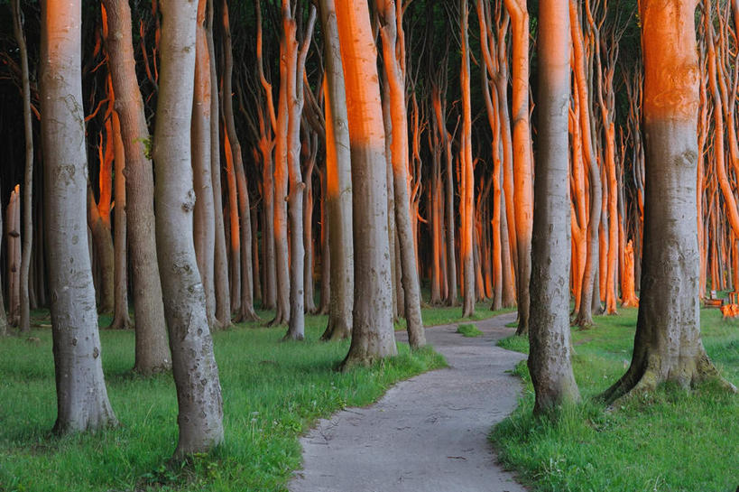 无人,横图,室外,白天,正面,草地,草坪,美景,树林,植物,道路,路,德国,欧洲,景观,小路,交通,树,树木,绿色,自然,橙色,景色,生长,成长,西欧,自然风光,山毛榉,德意志联邦共和国,麻栎金刚,山毛榉树,梅克伦堡.前波美拉尼亚州,梅克伦堡.前波美拉尼亚,彩图