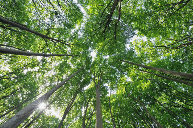 无人,横图,室外,白天,仰视,美景,树林,植物,德国,欧洲,景观,树,树木,绿色,自然,景色,生长,成长,西欧,自然风光,山毛榉,德意志联邦共和国,麻栎金刚,山毛榉树,梅克伦堡.前波美拉尼亚州,梅克伦堡.前波美拉尼亚,彩图,低角度拍摄