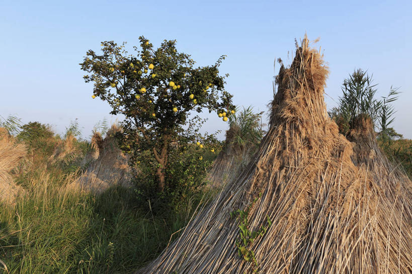 无人,果园,横图,室外,白天,正面,旅游,度假,美景,田园,植物,芦苇,苹果,水果,叶子,奥地利,欧洲,阴影,新鲜,光线,影子,景观,粽叶,生食,食品,果实,果树,绿叶,娱乐,树,树木,食物,蓝色,绿色,蓝天,天空,阳光,自然,天,享受,休闲,嫩叶,景色,放松,有机食品,绿色食品,生长,晴朗,成长,自然风光,中欧,万里无云,田庄,箬叶,芦苇叶,奥地利共和国,园子,布尔根兰,布尔根兰州,叶,叶片,晴空,晴空万里,彩图