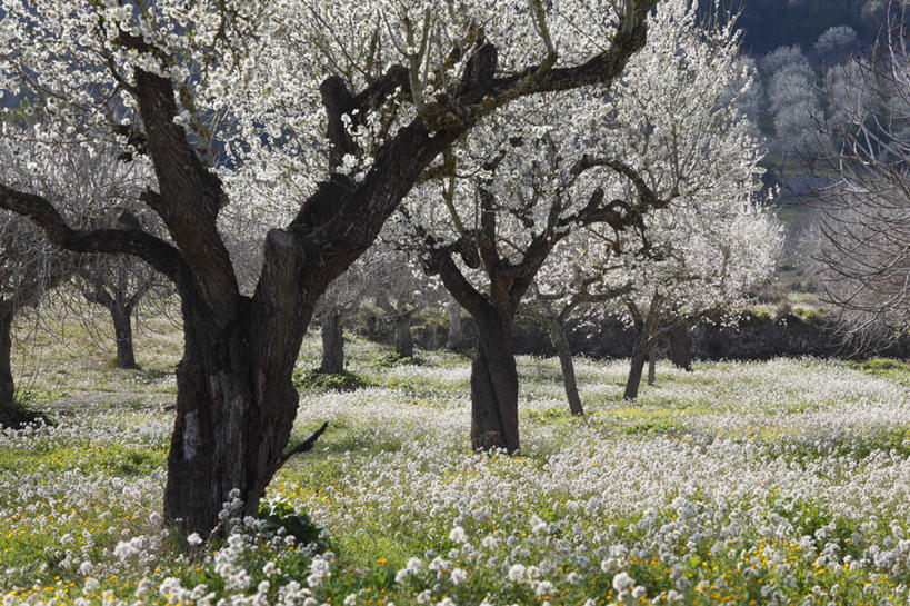 无人,果园,横图,室外,白天,正面,旅游,度假,草地,草坪,花海,花圃,美景,田园,植物,叶子,西班牙,欧洲,阴影,盛开,光线,影子,景观,花蕾,娱乐,草,花,花瓣,花朵,花卉,鲜花,树,树木,绿色,阳光,自然,花丛,花束,花田,花苞,花蕊,享受,休闲,景色,放松,生长,成长,南欧,自然风光,田庄,马略卡岛,西班牙王国,巴利阿里群岛,马略卡,巴利阿里,园子,彩图,马洛卡岛