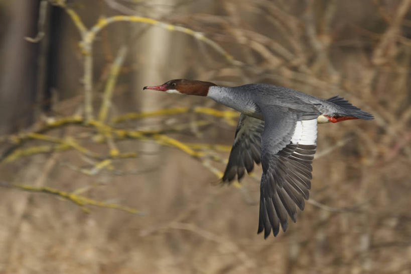 无人,横图,室外,特写,白天,侧面,美景,植物,野生动物,德国,欧洲,飞翔,伸展,张开,展翅,阴影,朦胧,模糊,飞行,光线,翅膀,鸭,影子,景观,枝条,翱翔,注视,飞,慕尼黑,树,树木,树枝,一只,阳光,自然,动物,观察,看,景色,观看,察看,西欧,关注,自然风光,张开翅膀,秋沙鸭,德意志联邦共和国,首府,巴伐利亚,巴伐利亚州,拜恩州,拜恩自由州,白秋沙鸭,斑头秋沙鸭,水鸭,虬枝,枝杈,展开翅膀,彩图,全身