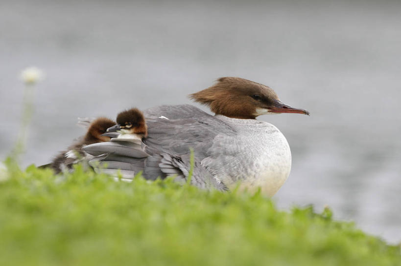 无人,家庭,蹲,横图,室外,白天,侧面,草地,草坪,河流,美景,水,植物,野生动物,德国,欧洲,三只,阴影,朦胧,模糊,光线,鸭,影子,河水,景观,水流,注视,慕尼黑,草,绿色,阳光,自然,动物,观察,看,温暖,温馨,一家人,景色,观看,和睦,察看,西欧,关注,自然风光,秋沙鸭,德意志联邦共和国,首府,巴伐利亚,巴伐利亚州,拜恩州,拜恩自由州,白秋沙鸭,斑头秋沙鸭,水鸭,蹲着,彩图,全身,融洽