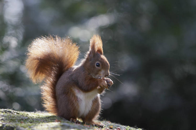 无人,站,吃,横图,室外,特写,白天,正面,石头,美景,野生动物,德国,欧洲,阴影,朦胧,模糊,光线,石子,影子,景观,坚果,果实,松果,注视,慕尼黑,一只,阳光,自然,动物,干果,松鼠,观察,看,站着,景色,可爱,活泼,观看,察看,松塔,西欧,关注,自然风光,德意志联邦共和国,首府,巴伐利亚,巴伐利亚州,拜恩州,拜恩自由州,红松鼠,美洲红松鼠,石块,岩石,嚼,食,站立,彩图,全身
