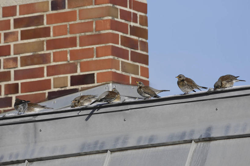 无人,站,横图,室外,白天,仰视,建材,美景,建筑,鸟,德国,欧洲,许多,阴影,光线,画眉,鸟类,材料,影子,砖,砖块,墙,屋顶,景观,顶棚,注视,慕尼黑,墙壁,墙面,蓝色,蓝天,天空,阳光,自然,天,观察,看,站着,砖头,景色,建造,红砖,晴朗,观看,察看,西欧,关注,自然风光,万里无云,德意志联邦共和国,首府,巴伐利亚,巴伐利亚州,拜恩州,拜恩自由州,虎鸫,金画眉,石料,晴空,晴空万里,站立,彩图,低角度拍摄,全身,砌墙砖