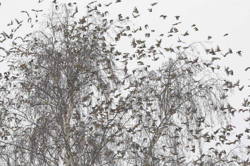 无人,横图,室外,白天,仰视,美景,植物,鸟,德国,欧洲,许多,飞翔,伸展,张开,展翅,飞行,翅膀,鸟类,景观,冬季,冬天,枝条,翱翔,注视,飞,慕尼黑,树,树木,树枝,自然,观察,看,景色,观看,察看,西欧,关注,自然风光,张开翅膀,德意志联邦共和国,首府,巴伐利亚,巴伐利亚州,拜恩州,拜恩自由州,虬枝,枝杈,展开翅膀,燕雀,半身,彩图,低角度拍摄