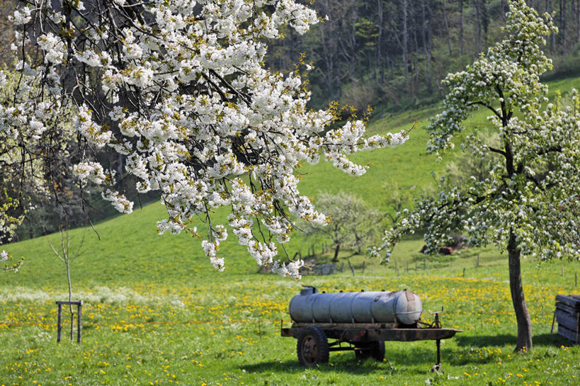 无人,横图,室外,白天,正面,旅游,度假,幸福,纯洁,草地,草坪,美景,植物,汽车,樱花,德国,欧洲,阴影,盛开,光线,影子,景观,花蕾,娱乐,车,草,花,花瓣,花朵,鲜花,树,树木,绿色,白色,阳光,自然,花苞,花蕊,享受,休闲,景色,放松,生长,成长,等待,生命,西欧,自然风光,载具,洒水车,德意志联邦共和国,仙樱花,福岛樱,青肤樱,高尚,巴伐利亚,巴伐利亚州,拜恩州,拜恩自由州,热烈,荆桃,彩图