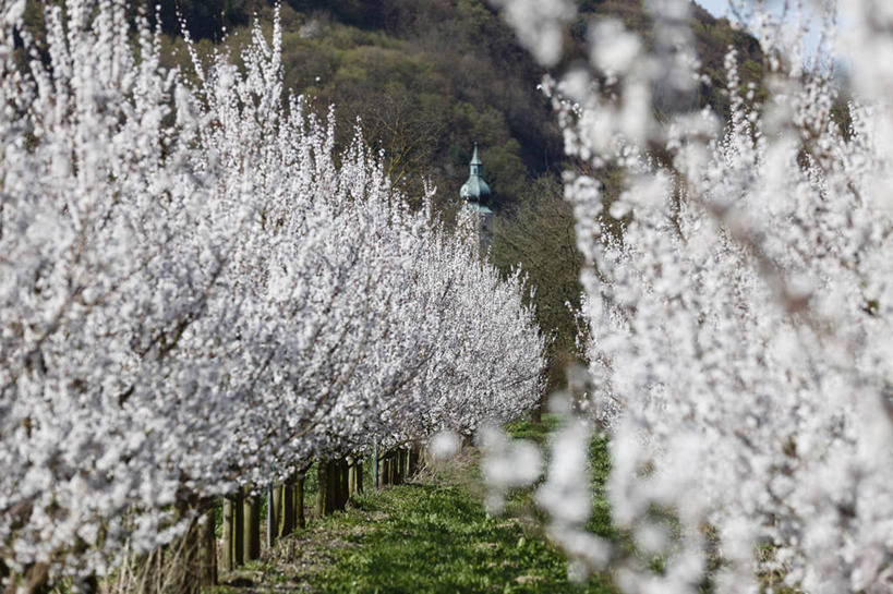 无人,横图,室外,白天,正面,旅游,度假,草地,草坪,美景,山,山脉,树林,植物,奥地利,欧洲,阴影,朦胧,模糊,盛开,光线,影子,景观,山峰,山峦,花蕾,娱乐,草,花,花瓣,花朵,鲜花,绿色,阳光,自然,群山,花苞,花蕊,享受,休闲,景色,放松,自然风光,中欧,奥地利共和国,下奥地利,下奥地利州,彩图,多瑙河畔克雷姆斯,梅尔克,瓦豪,瓦豪河谷