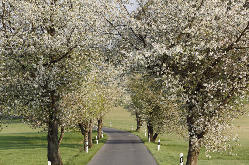无人,横图,室外,白天,正面,旅游,度假,幸福,纯洁,草地,草坪,美景,树林,植物,道路,路,公路,樱花,德国,欧洲,阴影,弯曲,盛开,光线,影子,景观,交通,花蕾,娱乐,草,花,花瓣,花朵,鲜花,树,树木,蓝色,绿色,蓝天,天空,阳光,自然,天,花苞,花蕊,享受,休闲,景色,放松,蜿蜒,生长,晴朗,成长,等待,生命,西欧,自然风光,万里无云,德意志联邦共和国,仙樱花,福岛樱,青肤樱,高尚,巴伐利亚,巴伐利亚州,拜恩州,拜恩自由州,热烈,晴空,晴空万里,马路,荆桃,彩图,上弗兰肯行政区