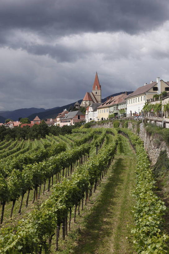 无人,家,果园,竖图,室外,白天,正面,旅游,度假,美景,田园,道路,路,奥地利,欧洲,一排,许多,整齐,房屋,屋子,景观,乌云,云,阴天,云朵,小路,交通,云彩,娱乐,楼房,葡萄园,架子,住宅,排列,天空,自然,庄园,天,享受,休闲,景色,放松,支撑,固定,昏暗,阴沉,队列,自然风光,葡萄架,中欧,奥地利共和国,下奥地利,下奥地利州,彩图,房子,多瑙河畔克雷姆斯,梅尔克,瓦豪,瓦豪河谷