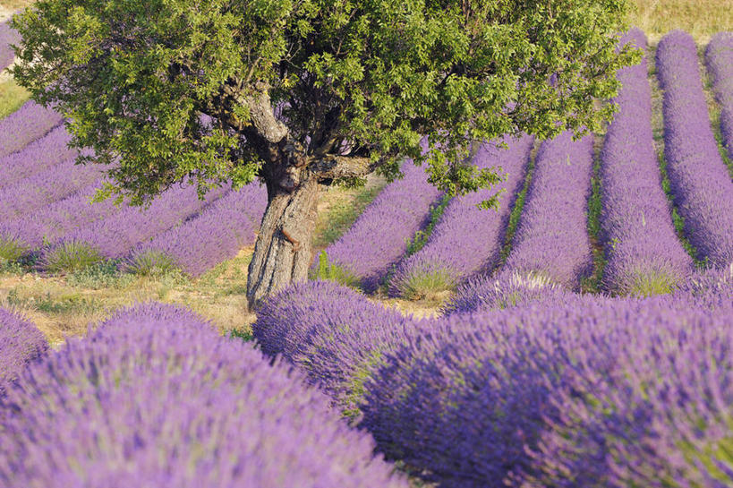 无人,农田,横图,室外,白天,正面,爱情,旅游,度假,神秘,庄稼,农作物,美景,植物,法国,欧洲,一排,阴影,整齐,并列,并排,盛开,光线,影子,景观,浪漫,花蕾,娱乐,花,花瓣,花朵,鲜花,树,树木,排列,绿色,紫色,阳光,自然,香草,花苞,花蕊,薰衣草,享受,休闲,景色,放松,生长,成长,优美,庄重,西欧,队列,高贵,消极,法兰西,自然风光,呼吸,平行,法兰西共和国,灵香草,黄香草,法兰西第五共和国,奇迹,冷色,普罗旺斯.阿尔卑斯.蓝色海岸,普罗旺斯.阿尔卑斯.蓝色海岸大区,孤寂,彩图,耕地,庄稼田,上普罗旺斯阿尔卑斯省,法国薰衣草,奢华
