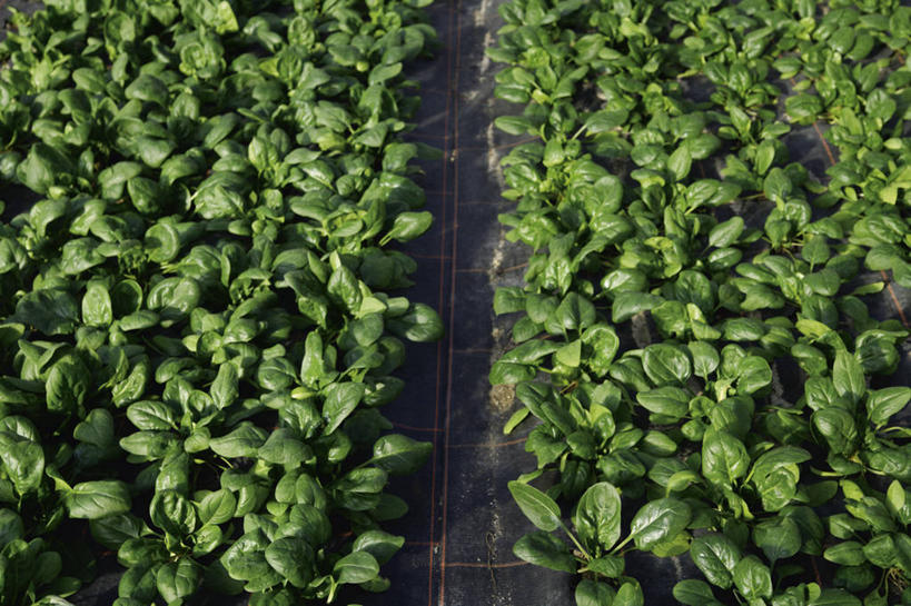 无人,横图,俯视,室内,特写,白天,菠菜,蔬菜,一排,许多,新鲜,整齐,并列,并排,泥土,土壤,食品,温室,食物,排列,有机食品,绿色食品,设施,暖房,防寒,队列,加温,透光,平行,保温,鹦鹉菜,鼠根菜,角菜,红嘴绿鹦哥,赤根菜,菠薐菜,波斯草,彩图,高角度拍摄