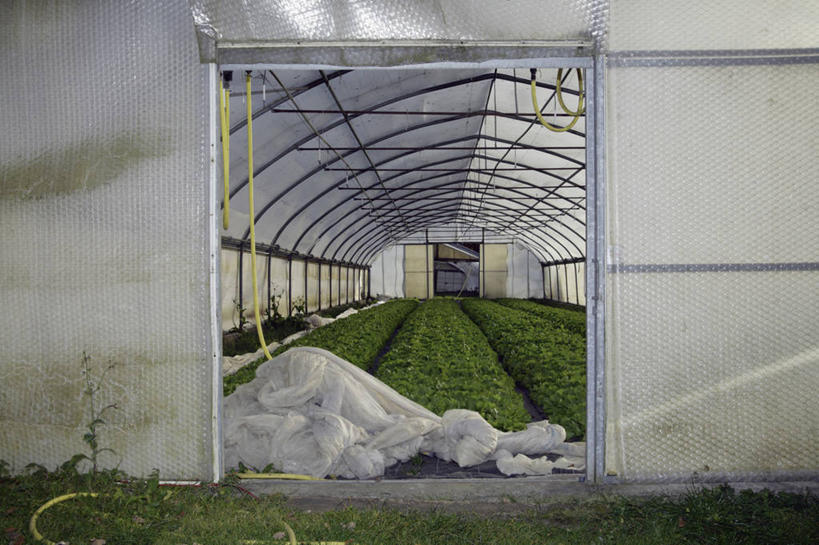 无人,横图,室外,白天,正面,门,蔬菜,一排,许多,新鲜,整齐,屋顶,菊苣,食品,苦菜,很多,顶棚,温室,食物,排列,门框,有机食品,绿色食品,设施,苦苣,暖房,防寒,队列,加温,透光,保温,彩图,咖啡草,咖啡萝卜,卡斯尼,明目菜,皱叶苦苣