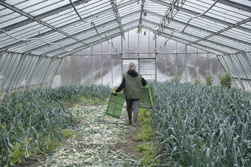 西方人,一个人,菜园,走,横图,室内,白天,农作物,田园,蔬菜,蒜,欧洲,欧洲人,仅一个女性,仅一个人,一排,许多,握,服装,新鲜,整齐,暖棚,塑料,食品,拿,温室,拿着,休闲装,食物,排列,背面,衣服,容器,塑料制品,箱子,仅一个中年女性,休闲,休闲服,握着,服饰,有机食品,绿色食品,设施,储藏,堆,暖房,蒜苗,防寒,储存,队列,加温,透光,保温,菜棚,田庄,蒜薹,蒜毫,蒜苔,女人,女性,中年女性,白种人,步行,散步,走路,彩图,全身,贮存