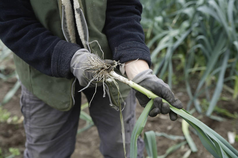 西方人,手,一个人,菜园,站,横图,俯视,室内,特写,白天,安全,农作物,田园,蔬菜,蒜,欧洲,欧洲人,双手,仅一个女性,仅一个人,一堆,许多,握,堆积,服装,新鲜,暖棚,泥土,土壤,食品,防护,拿,温室,拿着,休闲装,食物,衣服,手套,站着,仅一个中年女性,休闲,手部,休闲服,握着,服饰,有机食品,绿色食品,设施,堆,保护,暖房,蒜苗,防寒,加温,保险,透光,保温,菜棚,田庄,保全,周全,安稳,安定,防护手套,蒜薹,蒜毫,蒜苔,平安,女人,女性,中年女性,白种人,站立,半身,彩图,高角度拍摄