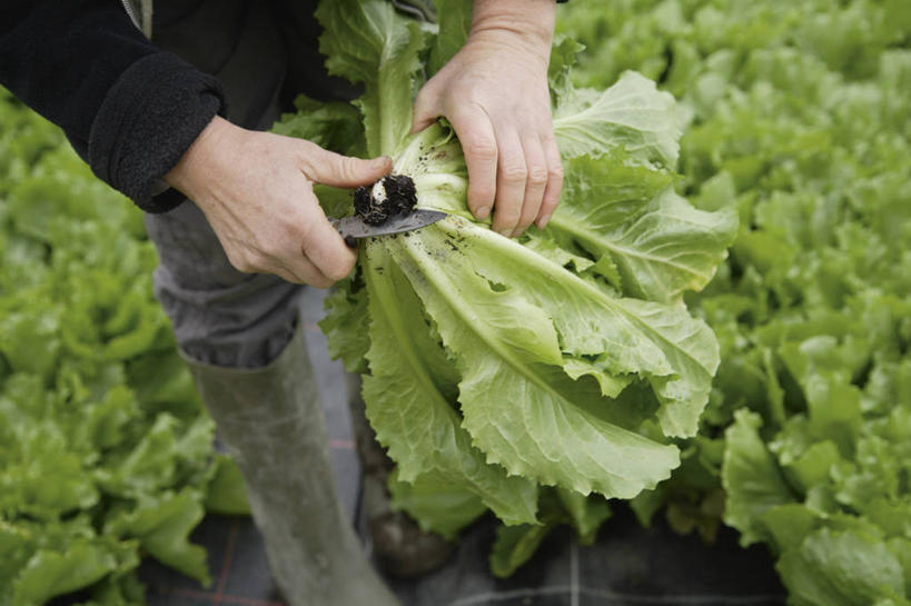 西方人,手,一个人,菜园,站,横图,俯视,室内,特写,白天,农作物,田园,蔬菜,金属制品,欧洲,欧洲人,双手,仅一个女性,仅一个人,一排,许多,握,服装,新鲜,整齐,金属,工具,暖棚,菊苣,食品,苦菜,刀具,拿,温室,拿着,休闲装,食物,排列,衣服,刀,站着,仅一个中年女性,休闲,手部,休闲服,握着,服饰,有机食品,绿色食品,设施,堆,苦苣,暖房,防寒,队列,加温,菜刀,透光,保温,菜棚,田庄,切菜刀,女人,女性,中年女性,白种人,站立,半身,彩图,高角度拍摄,咖啡草,咖啡萝卜,卡斯尼,明目菜,皱叶苦苣