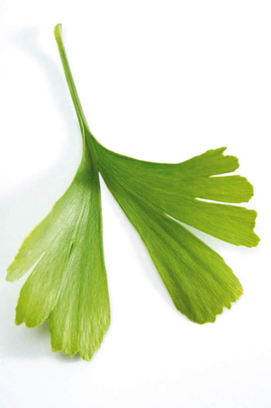 无人,竖图,室内,白天,白色背景,正面,植物,叶子,绿叶,草药,药草,中药,树叶,嫩叶,银杏叶,摄影,影棚,草本,药材,中草药,中药材,本草,白果叶,叶,叶片,彩图,影棚拍摄,拍摄