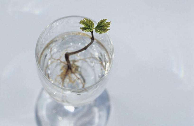 无人,横图,俯视,室内,特写,白天,白色背景,水,枫树,杯子,朦胧,模糊,液体,水滴,玻璃制品,水杯,摄影,影棚,槭树,糖枫,糖槭,糖槭树,玻璃杯,彩图,高角度拍摄,影棚拍摄,拍摄