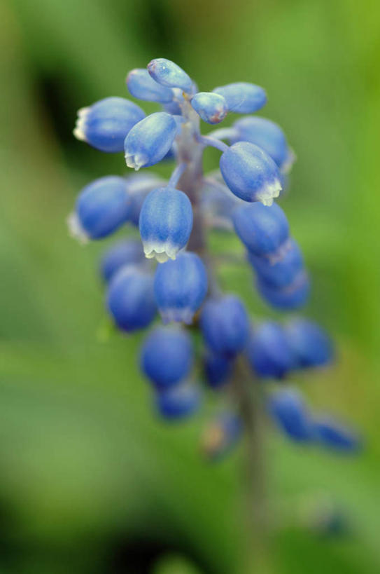 无人,竖图,俯视,室外,特写,白天,爱情,美景,阴影,朦胧,模糊,光线,影子,景观,绿色,紫色,阳光,自然,景色,悲伤,忧郁,自然风光,蓝壶花,蓝瓶花,葡萄百合,葡萄风信子,葡萄麝香兰,葡萄水仙,妒忌,彩图,高角度拍摄