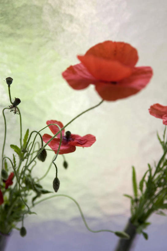 无人,竖图,室外,特写,白天,正面,植物,罂粟,朦胧,模糊,盛开,草药,花蕾,中药,花,花瓣,花朵,鲜花,红色,花苞,花蕊,毒品,药材,中草药,中药材,本草,止痛,镇静,安眠,红罂粟,罂粟花,彩图